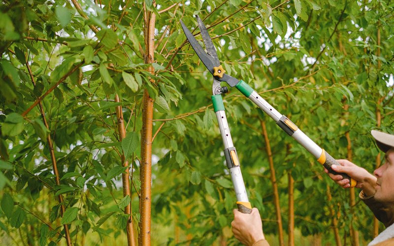 Tree trimming in Gunlock, UT